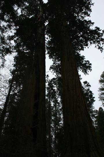 20-Sequoia 0014.JPG